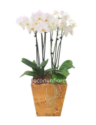 Pianta di phaleonopsis bianca