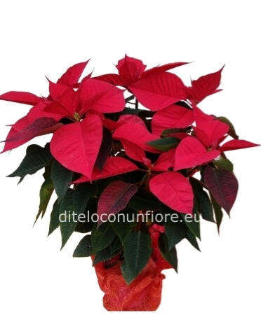 STELLA DI NATALE PICCOLA 