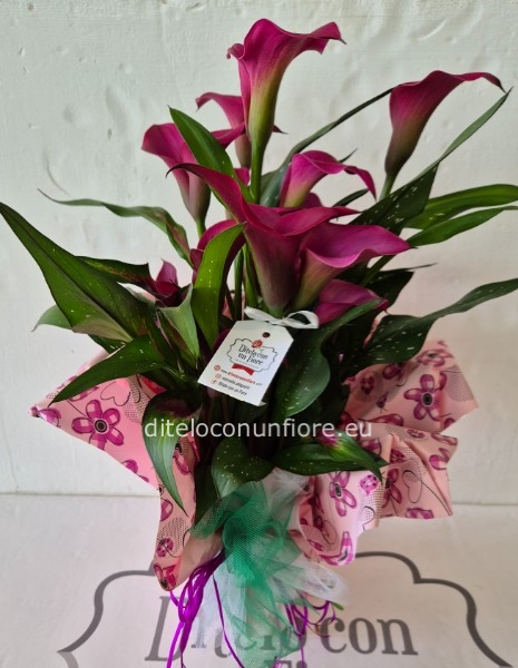 PIANTA CALLA
