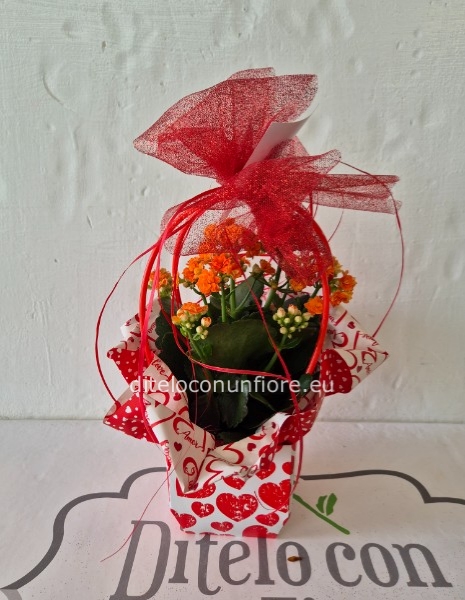PIANTA CALANDIVA in bag cuori