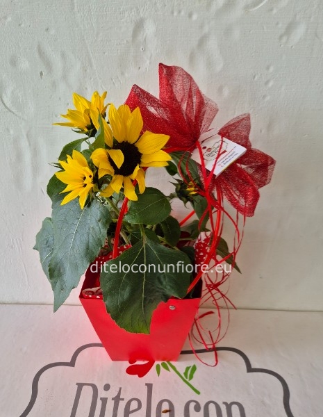 PIANTA GIRASOLI IN BAG ROSSA