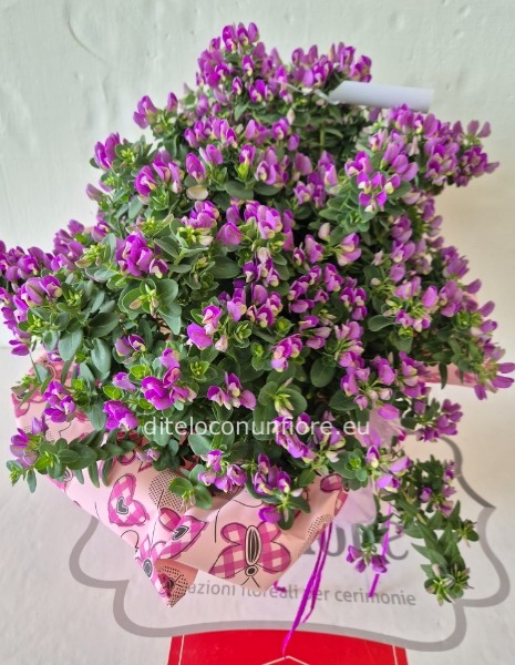 PIANTA POLYGALA MYRTIFOLIA